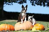 BOSTON TERRIER 066